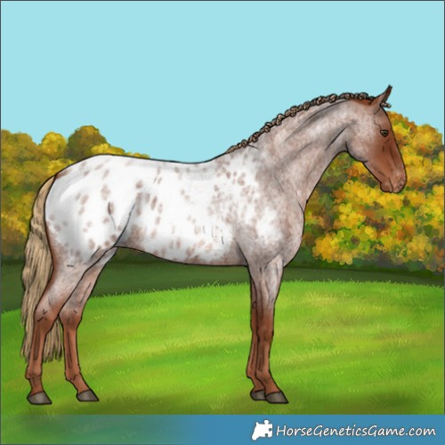 Horse Color:Red Roan Appaloosa