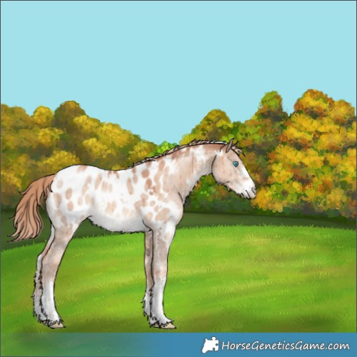 Horse Color:White Spotted Gold Champagne Dun Sabino Near Leopard Brindle 