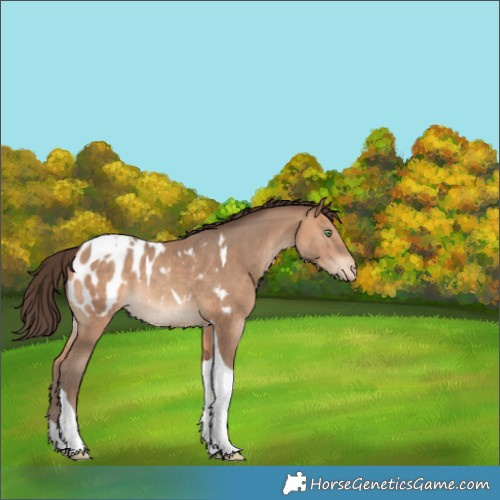 Horse Color:Amber Champagne Tobiano Appaloosa