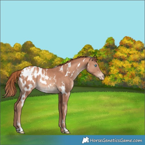 Horse Color:White Spotted Gold Champagne Appaloosa 