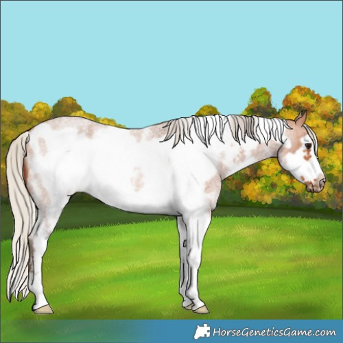 Horse Color:Silver Bay Roan Sabino Frame 