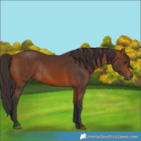 Horse Color:Bay Rabicano 