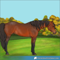 Horse Color:Bay Rabicano 