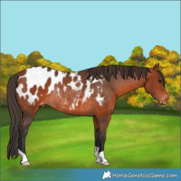 Horse Color:Bay Appaloosa Rabicano