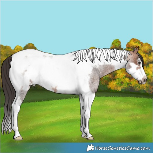 Horse Color:Bay Roan Tobiano Frame 