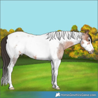 Horse Color:Bay Roan Tobiano Frame