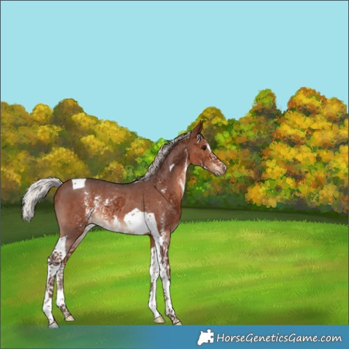 Horse Color:Silver Brown Sabino Tobiano Rabicano 