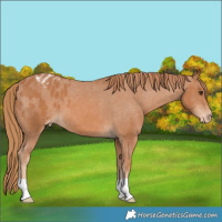 Horse Color:Chestnut Varnish 
