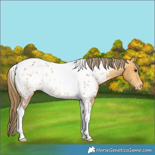 Horse Color:Buckskin Tobiano Appaloosa Rabicano 