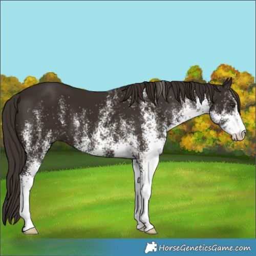 Horse Color:White Spotted Liver Chestnut 