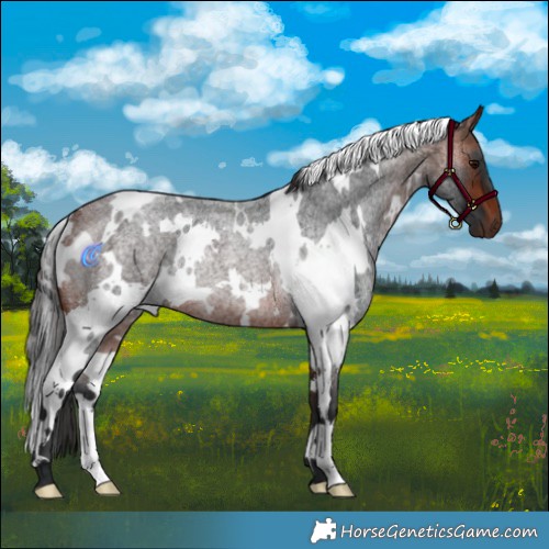 Horse Color:White Spotted Bay Roan Rabicano 