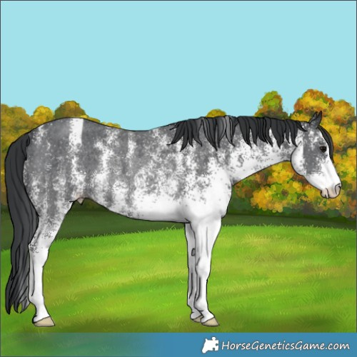 Horse Color:White Spotted Black Rabicano 