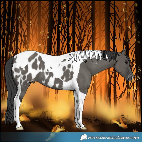 Horse Color:Grullo Tobiano Blanket 
