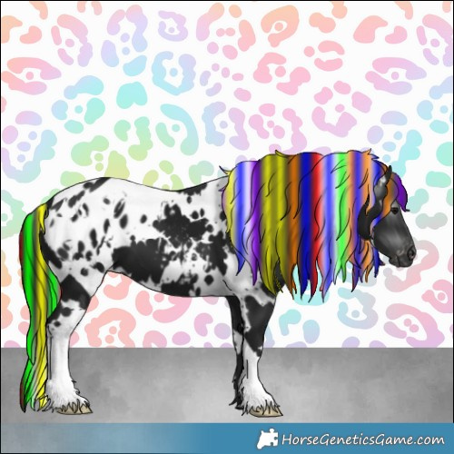 Horse Color:Gray Painted White Spotted Black Appaloosa 