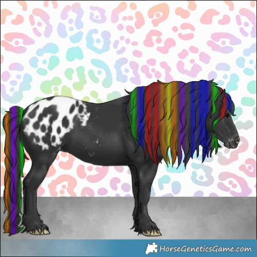 Horse Color:Painted Black Appaloosa 