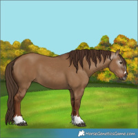 Horse Color:Gray Red Dun 