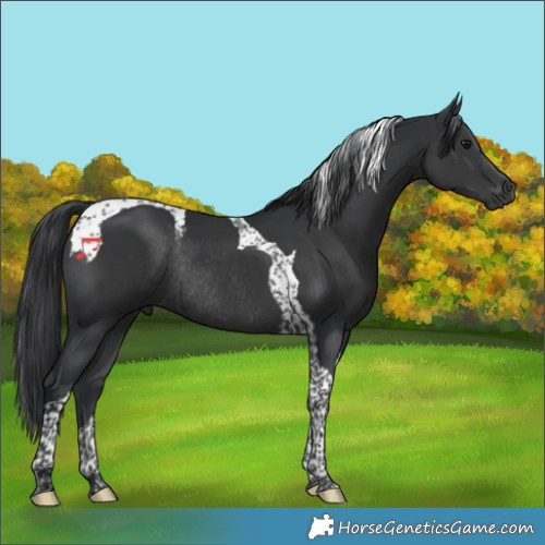 Horse Color:Black Tobiano Rabicano 