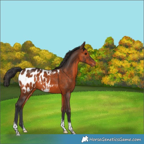 Horse Color:Brown Tobiano Blanket Rabicano 