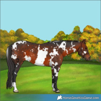 Horse Color:White Spotted Brown 