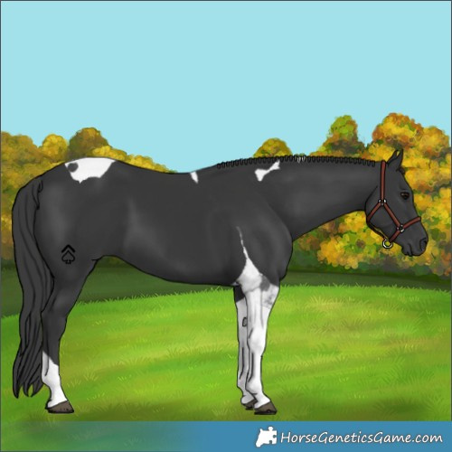 Horse Color:Black Tobiano 