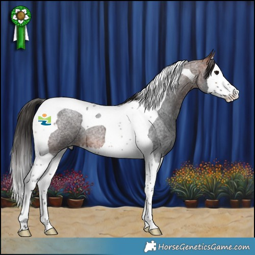 Horse Color:Bay Roan Splash Tobiano 