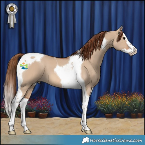 Horse Color:Red Dun Splash Tobiano 