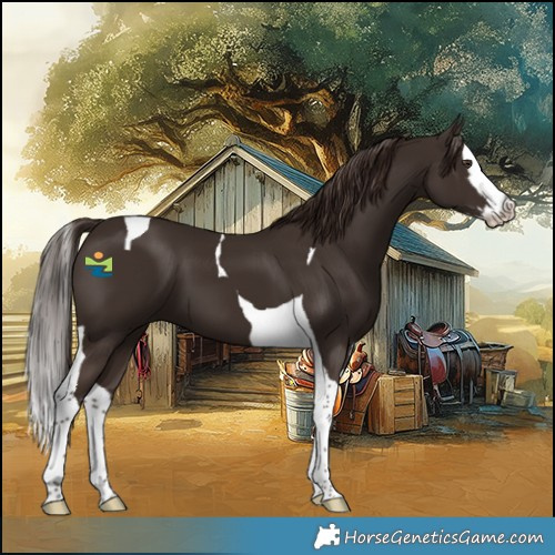 Horse Color:Liver Chestnut Splash Tobiano 