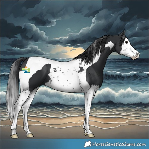 Horse Color:Black Splash Tobiano 