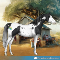 Horse Color:Black Splash Tobiano 