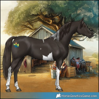 Horse Color:Liver Chestnut Tobiano 