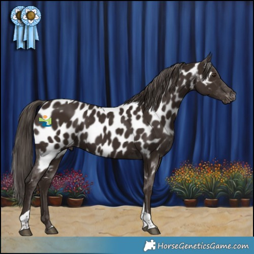 Horse Color:Liver Chestnut Tobiano Appaloosa 