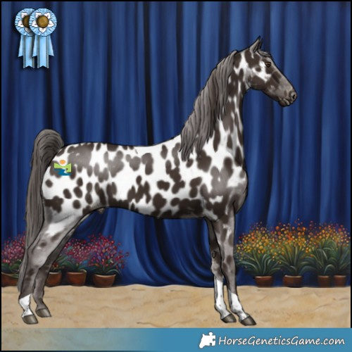 Horse Color:Liver Chestnut Tobiano Near Leopard 