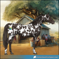 Horse Color:Liver Chestnut Tobiano Appaloosa
