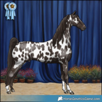 Horse Color:Liver Chestnut Tobiano Near Leopard
