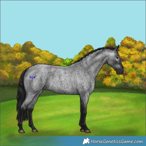 Horse Color:Gray Blue Roan 