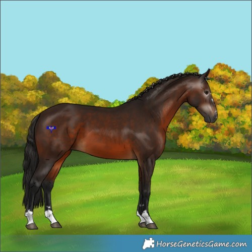 Horse Color:Gray Bay 