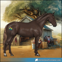 Horse Color:Liver Chestnut 