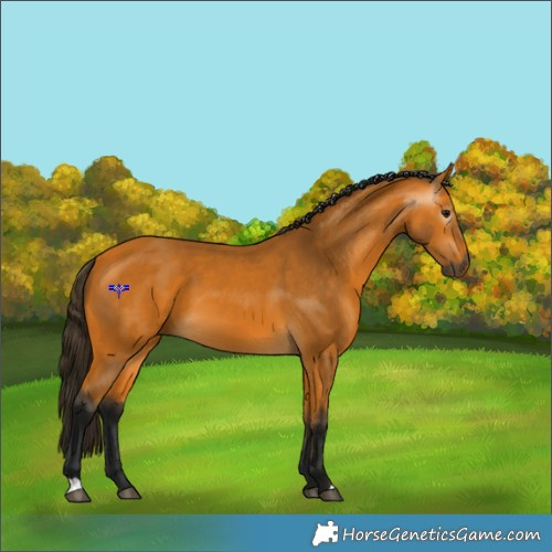 Horse Color:Gray Buckskin 