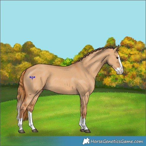 Horse Color:Red Dun Splash 