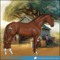 Horse Color:Chestnut 