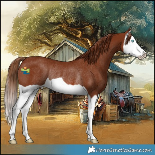 Horse Color:Chestnut Splash Rabicano 
