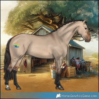 Horse Color:Bay Dun Rabicano