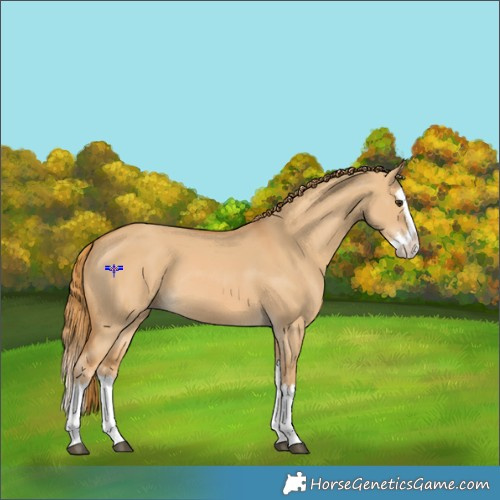 Horse Color:Red Dun Splash 