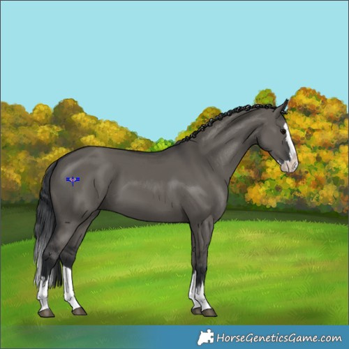 Horse Color:Grullo Splash 