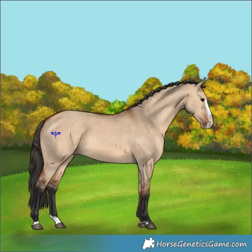 Horse Color:Bay Dun Splash 
