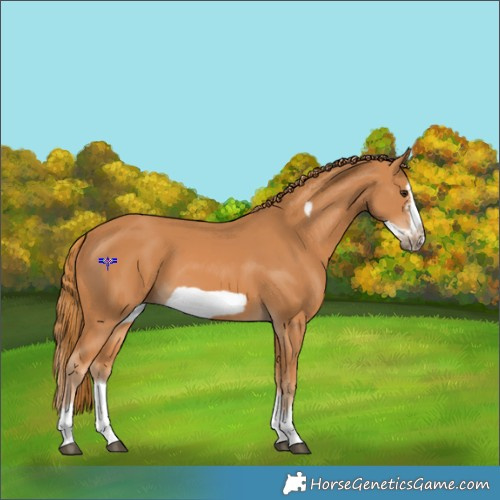 Horse Color:Chestnut Splash Frame