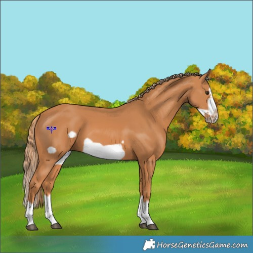 Horse Color:Chestnut Splash Frame 