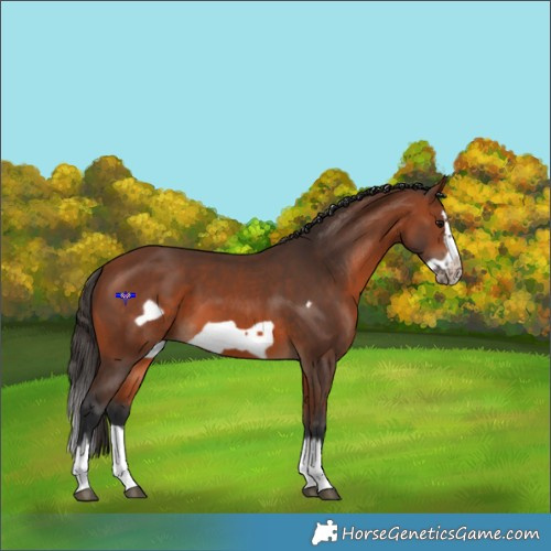 Horse Color:Bay Splash Frame 