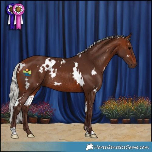 Horse Color:White Spotted Silver Brown Rabicano 