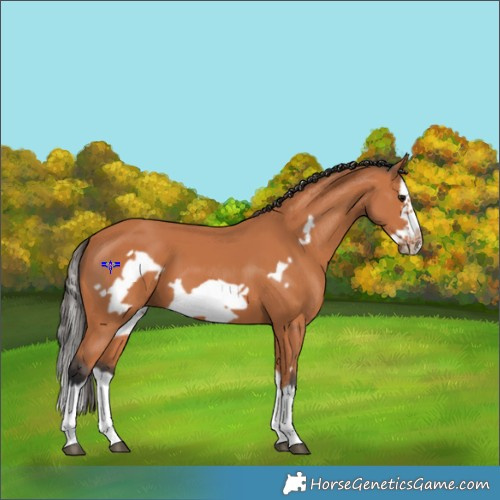 Horse Color:Bay Splash Frame